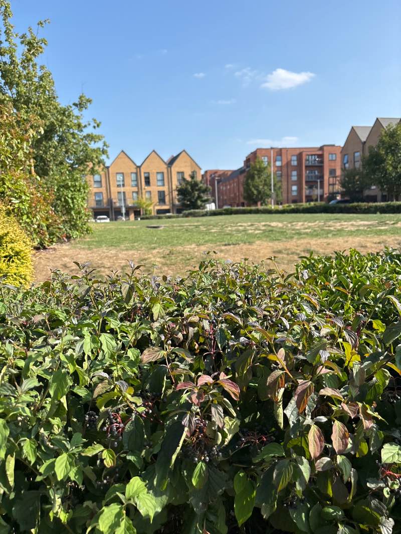 walking near me in Felnex Park in autumn