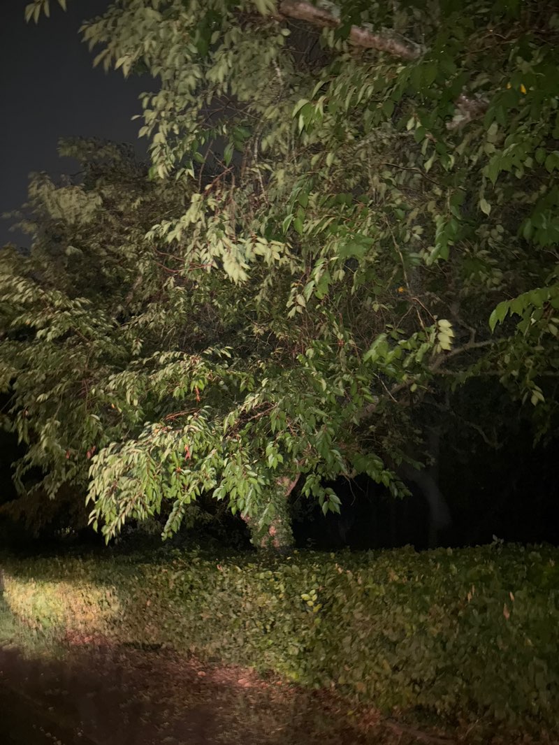 walking near me in Palmer Park in autumn