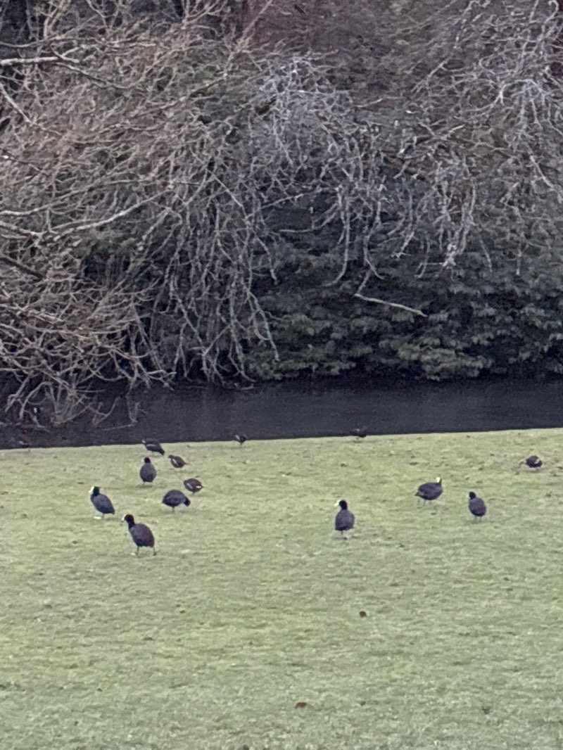 walking near me in Kearsney Abbey Gardens in winter