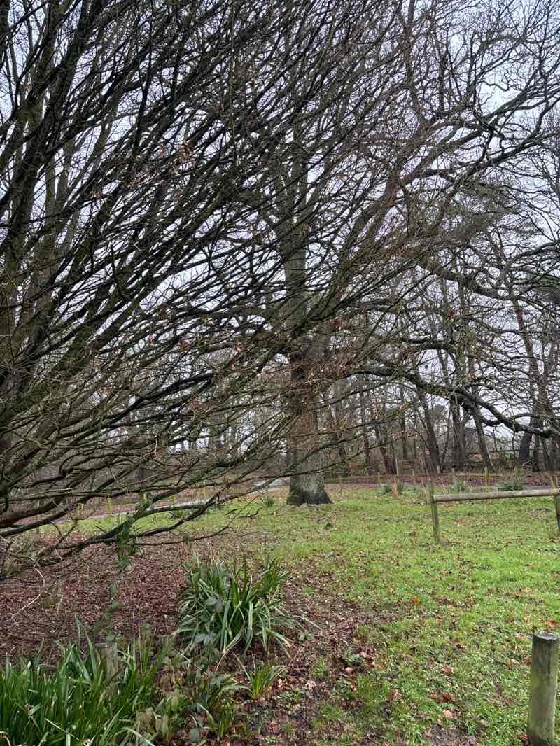 walking near me in Brockhill Country Park in winter