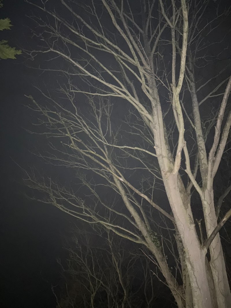 walking near me in St. Leonards Gardens in spring