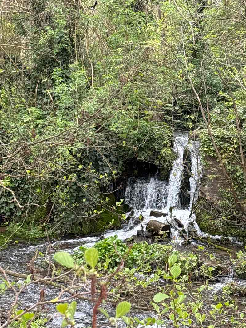 walking near me in Kearsney Abbey Gardens in spring