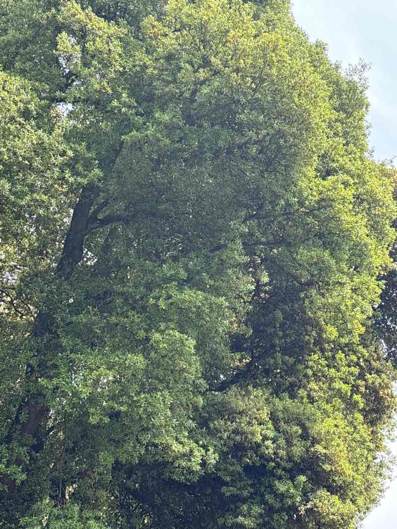 walking near me in Connaught Park in summer