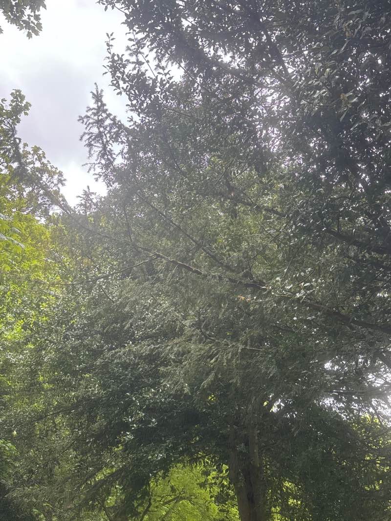walking near me in Russell Gardens in spring
