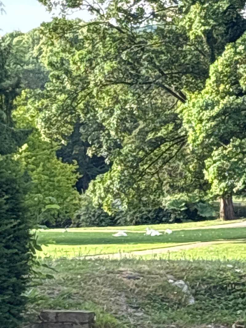 walking near me in Kearsney Abbey Gardens in summer