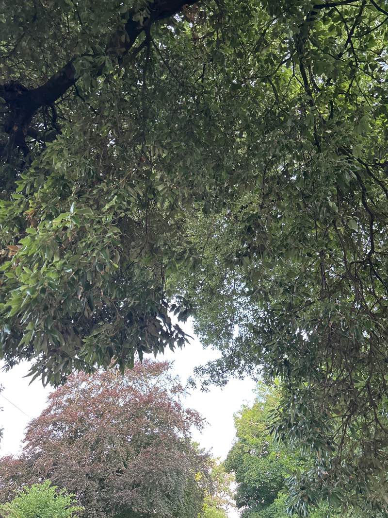 walking near me in Connaught Park in summer
