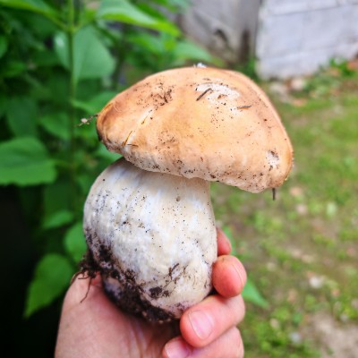 🍀 Елена-Птз 🇷🇺 post 1