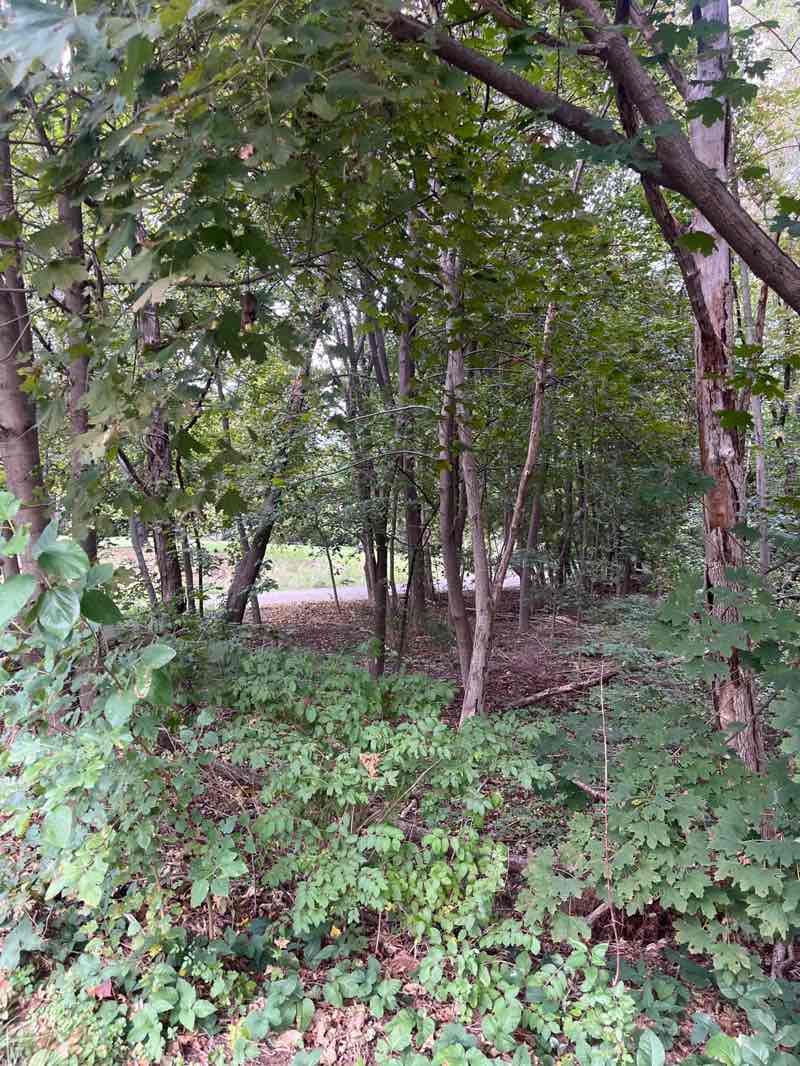 walking near me in Greylock Park in autumn