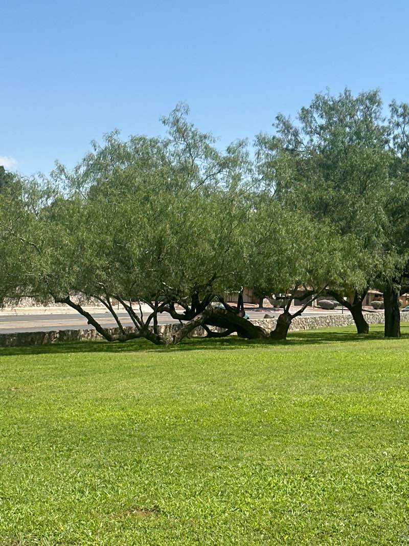 walking near me in Reese McCord Park in summer