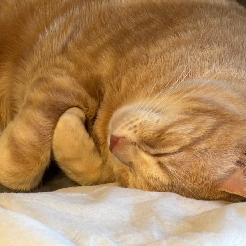 Amici miei Kurt🏃‍♂️🐝🏃🏽‍♀️🐝🐾 post image