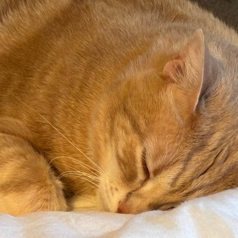 Amici miei Kurt🏃‍♂️🐝🏃🏽‍♀️🐝🐾 post image