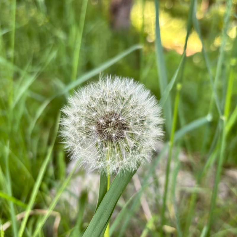 Amici miei Kurt🏃‍♂️🐝🏃🏽‍♀️🐝🐾 post image