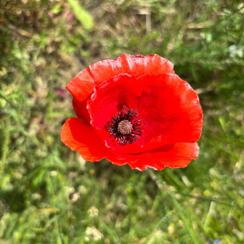 Amici miei Kurt🏃‍♂️🐝🏃🏽‍♀️🐝🐾 post image