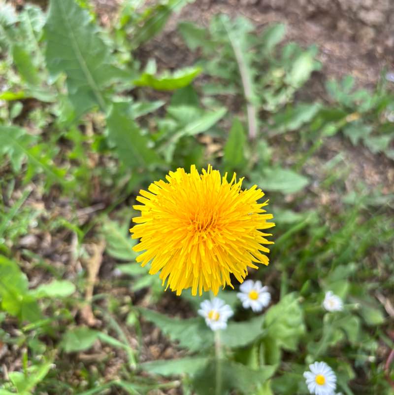 Amici miei Kurt🏃‍♂️🐝🏃🏽‍♀️🐝🐾 post image