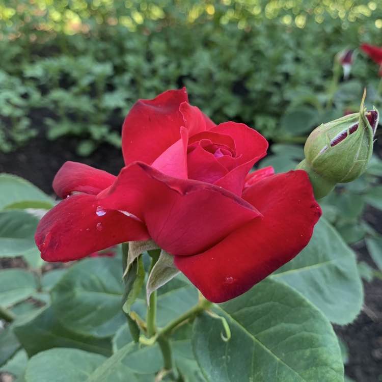 Ирина 🌺 rzn 🇷🇺 post 2