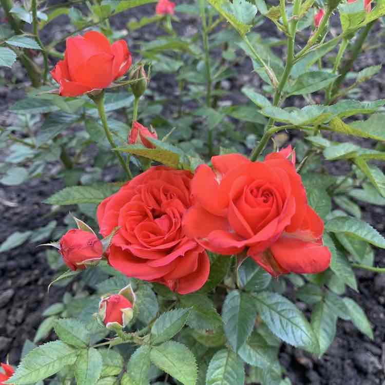 Ирина 🌺 rzn 🇷🇺 post 1