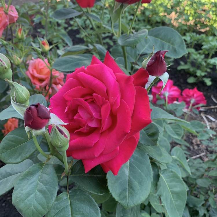 Ирина 🌺 rzn 🇷🇺 post 3