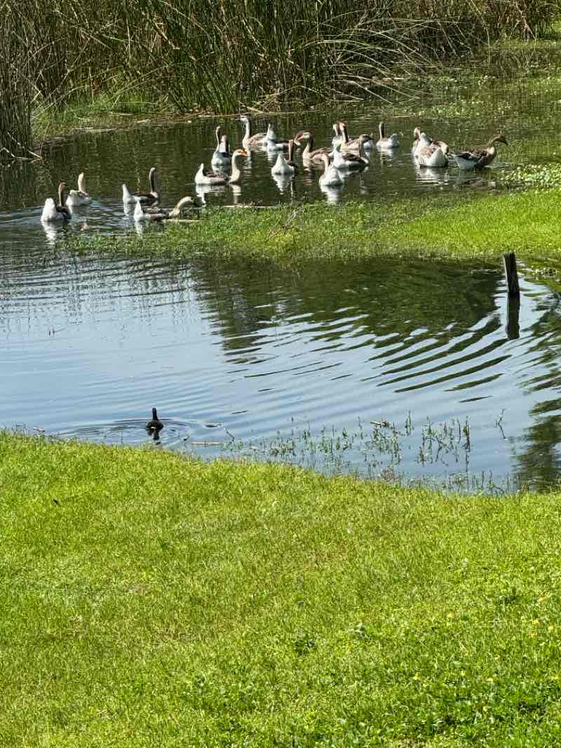 walking near me in Lake Davis Park in summer
