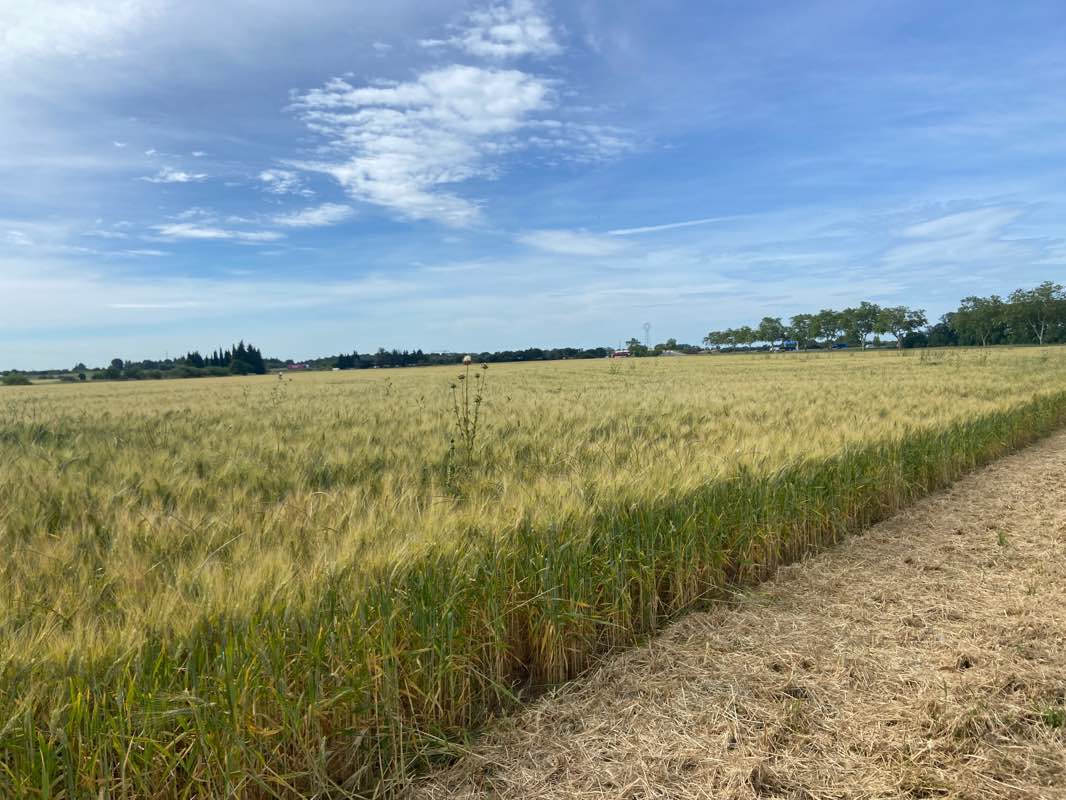 walking near me in Jardin des Plantes in winter