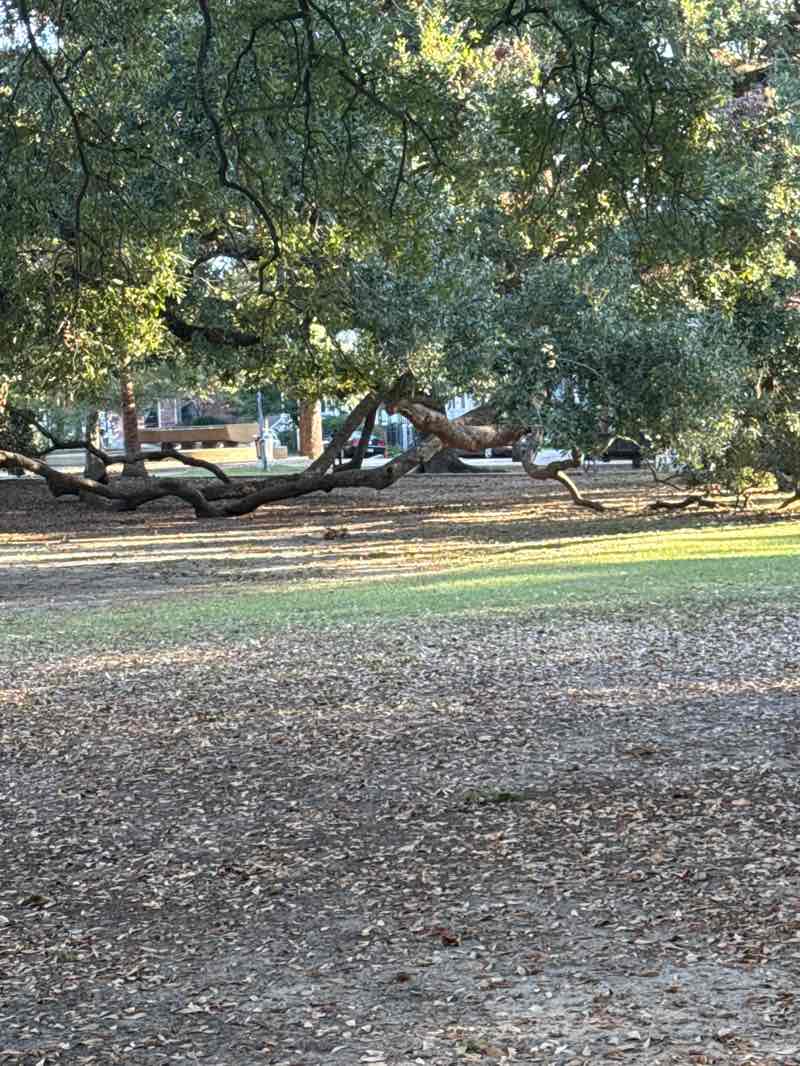 walking near me in Coliseum Square in autumn