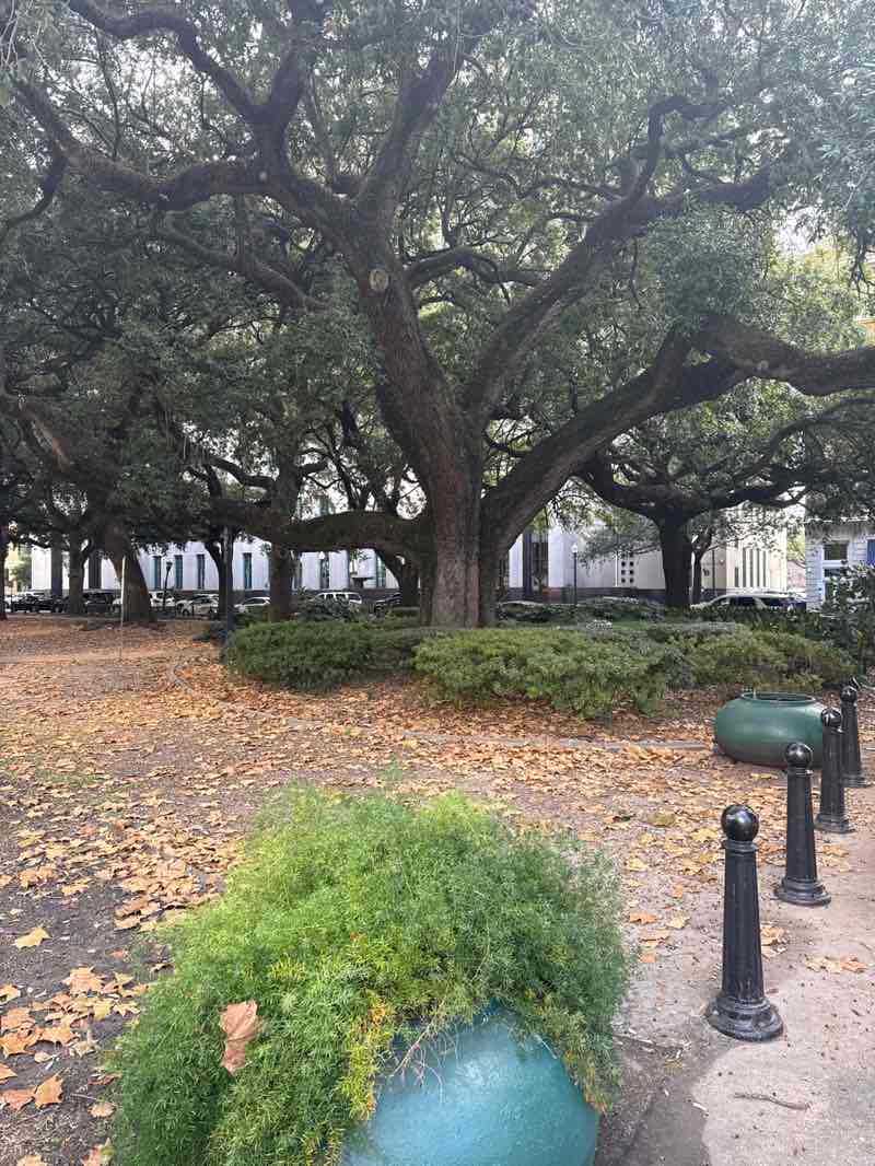 walking near me in Lafayette Square in autumn