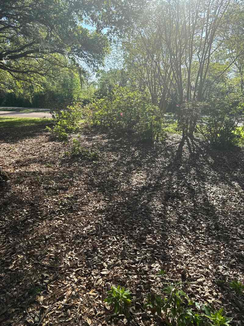 walking near me in Natchez National Historical Park - Melrose site in spring