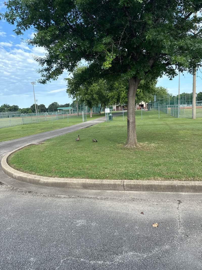 walking near me in Martin Recreational Complex in summer