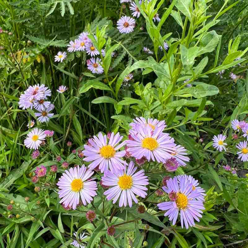 Василий post 1