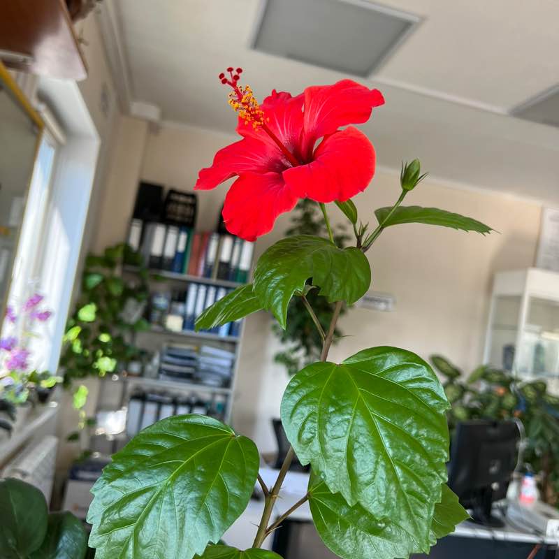 Василий post 1