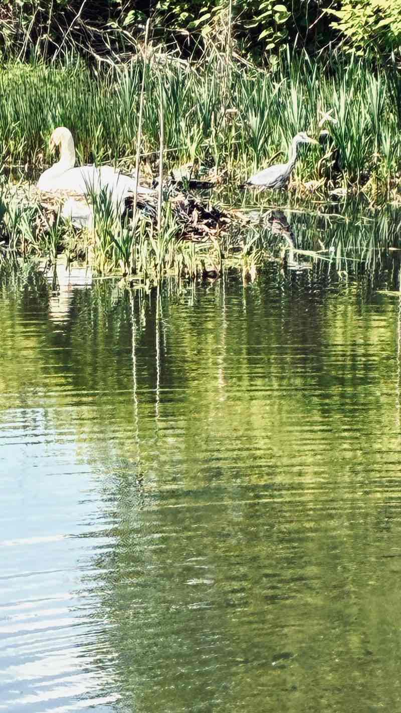walking near me in Springfield Dam in spring