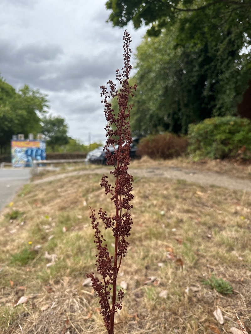 walking near me in Devonshire Green in autumn