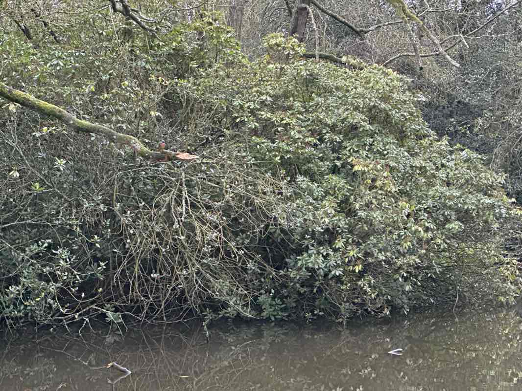 walking near me in Endcliffe Park in winter