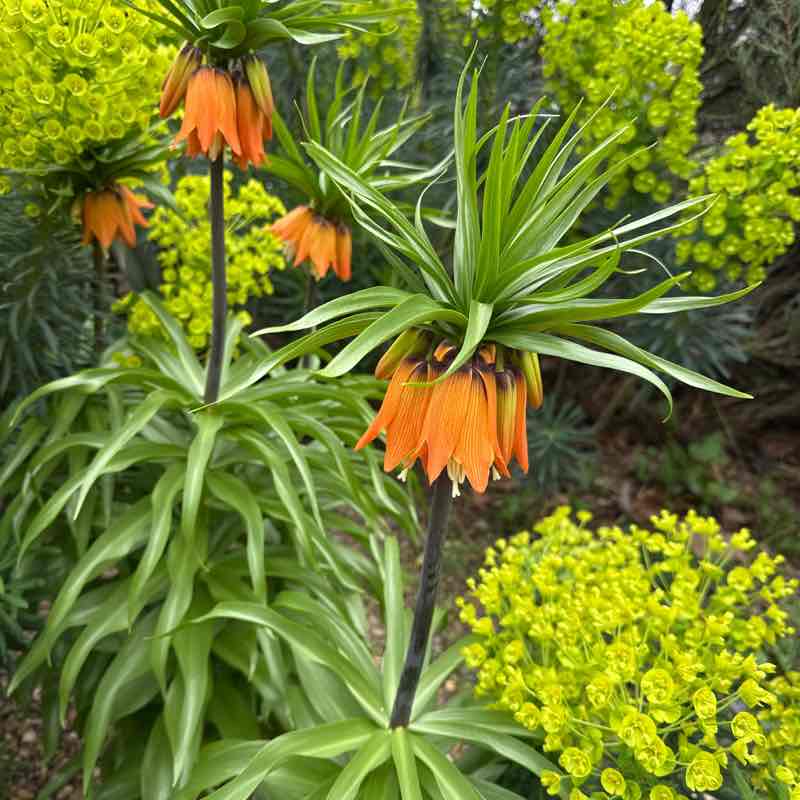 Adriana 🌹🦋🌹🦋🌹 post 2