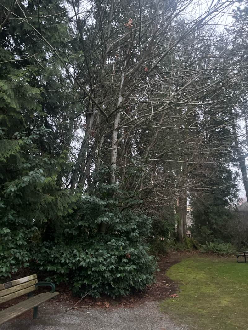 walking near me in McCormick Park in winter