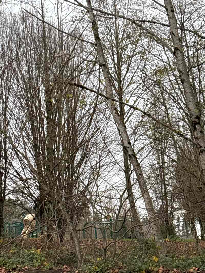 walking near me in Cascade View Park in winter