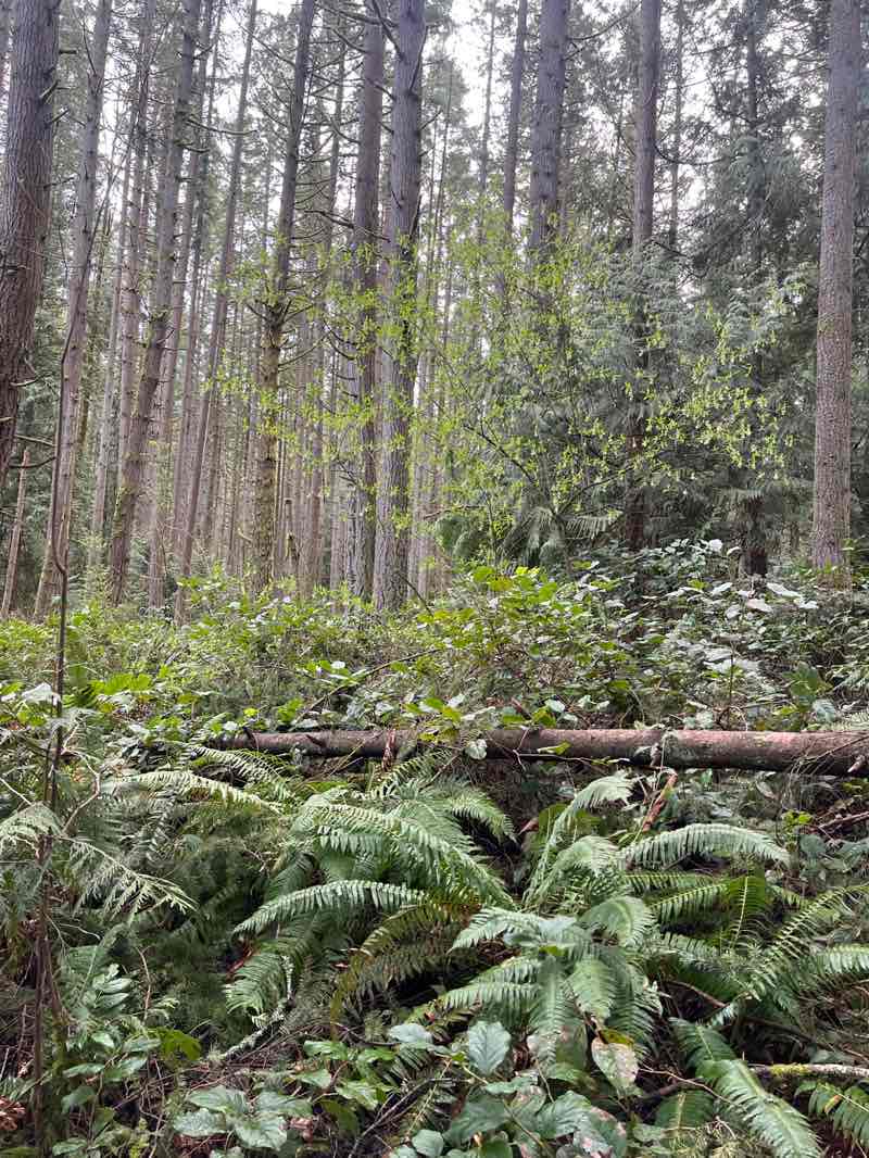 walking near me in Bridle Trails State Park in spring