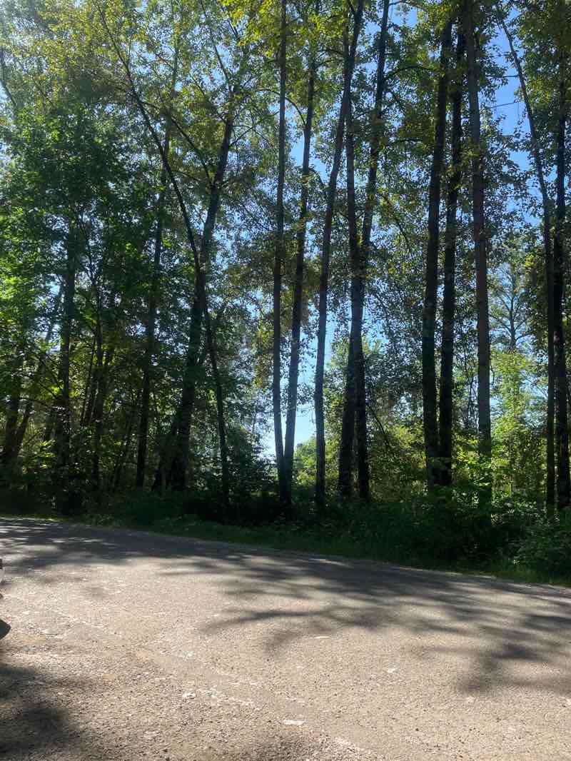 walking near me in Tolt-MacDonald Park in summer