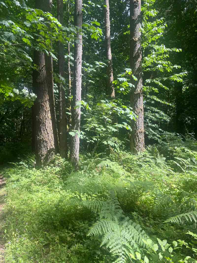 walking near me in Millersylvania State Park in summer