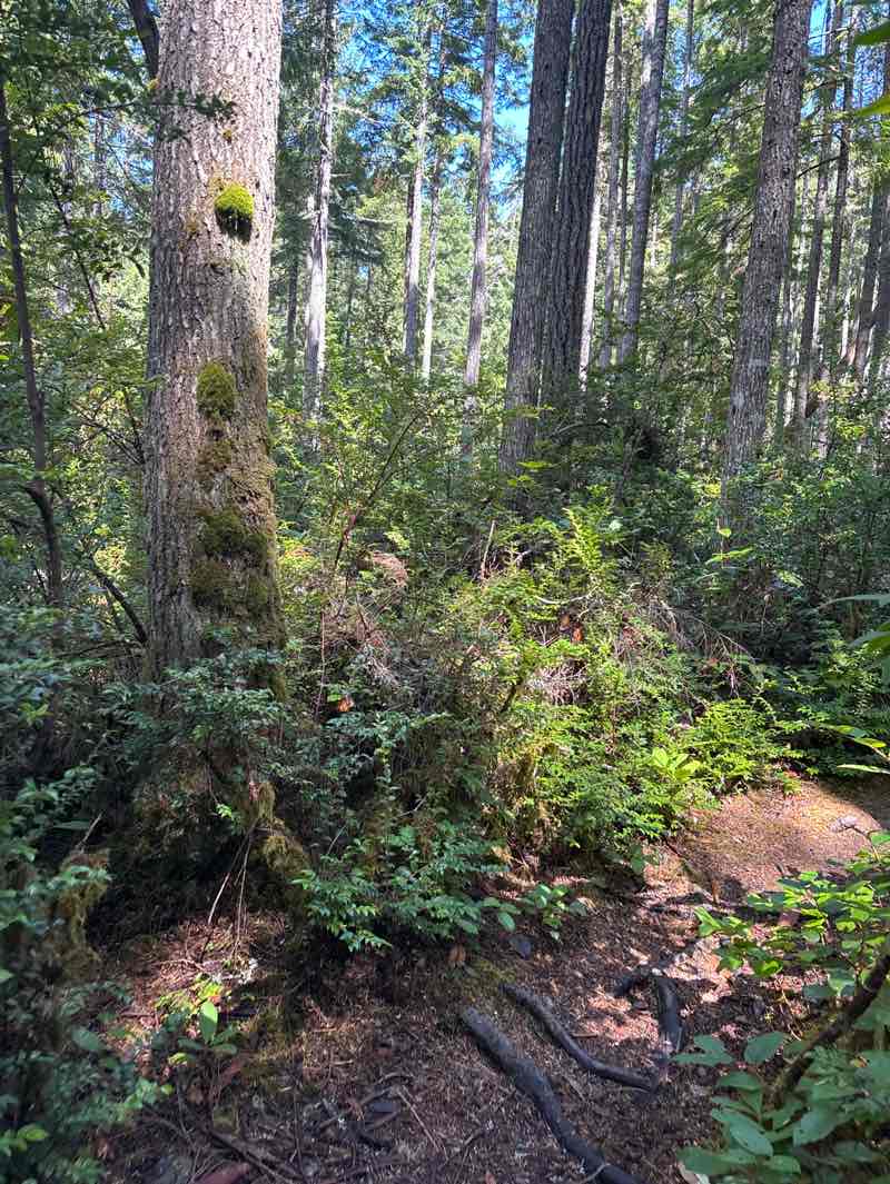 walking near me in Scenic Beach State Park in autumn