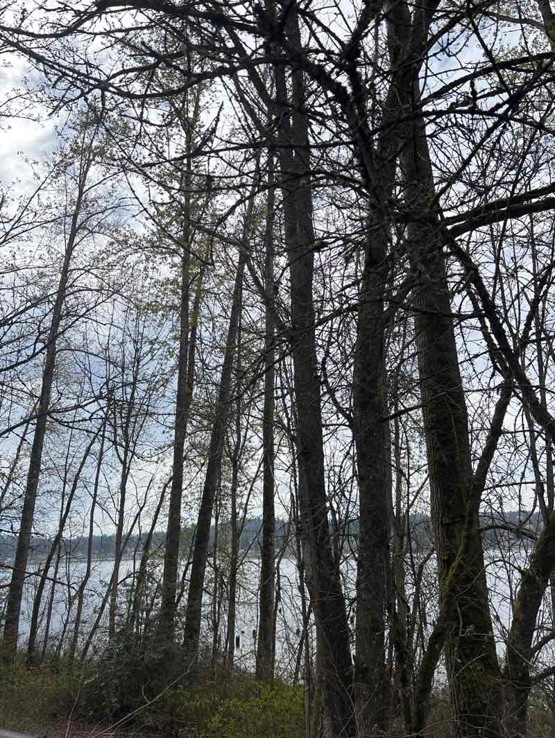 walking near me in Sammamish Landing in spring
