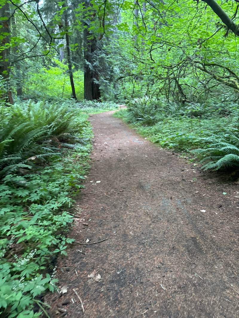 walking near me in Millersylvania State Park in summer