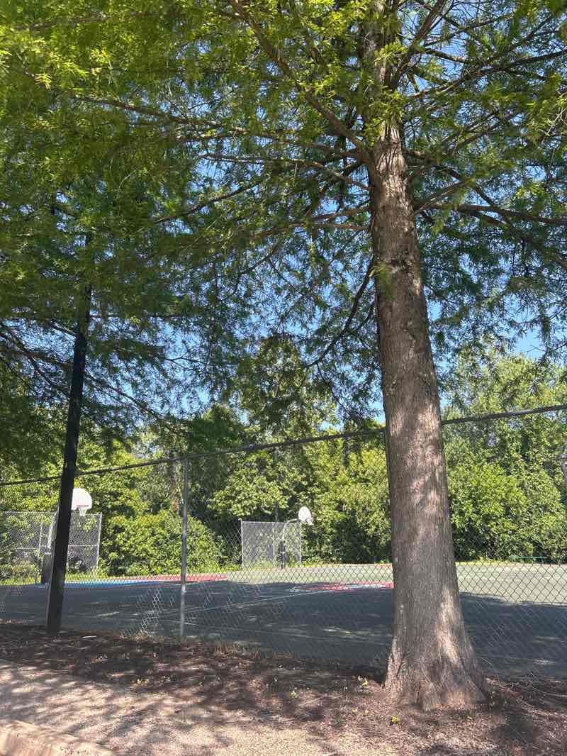 walking near me in Penn - Ambler Park in summer