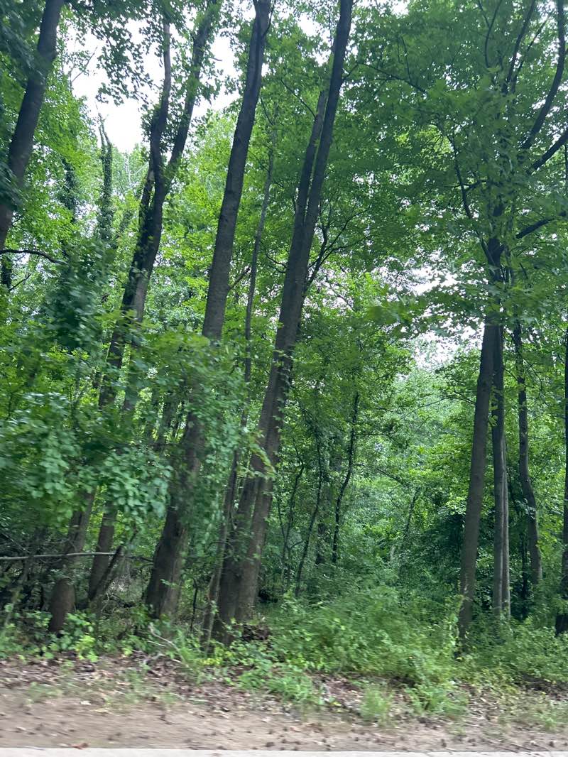 walking near me in Betchel Park in summer
