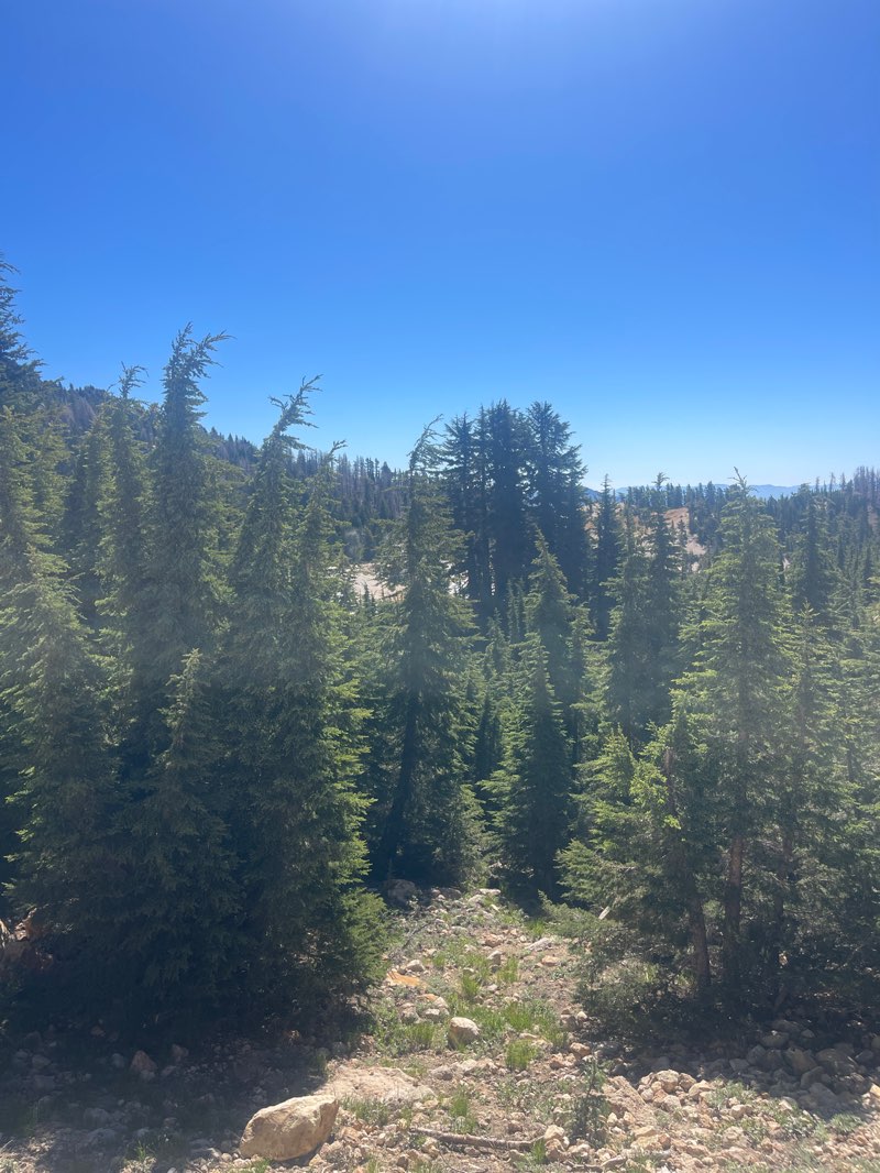 walking near me in Lassen Volcanic National Park in summer