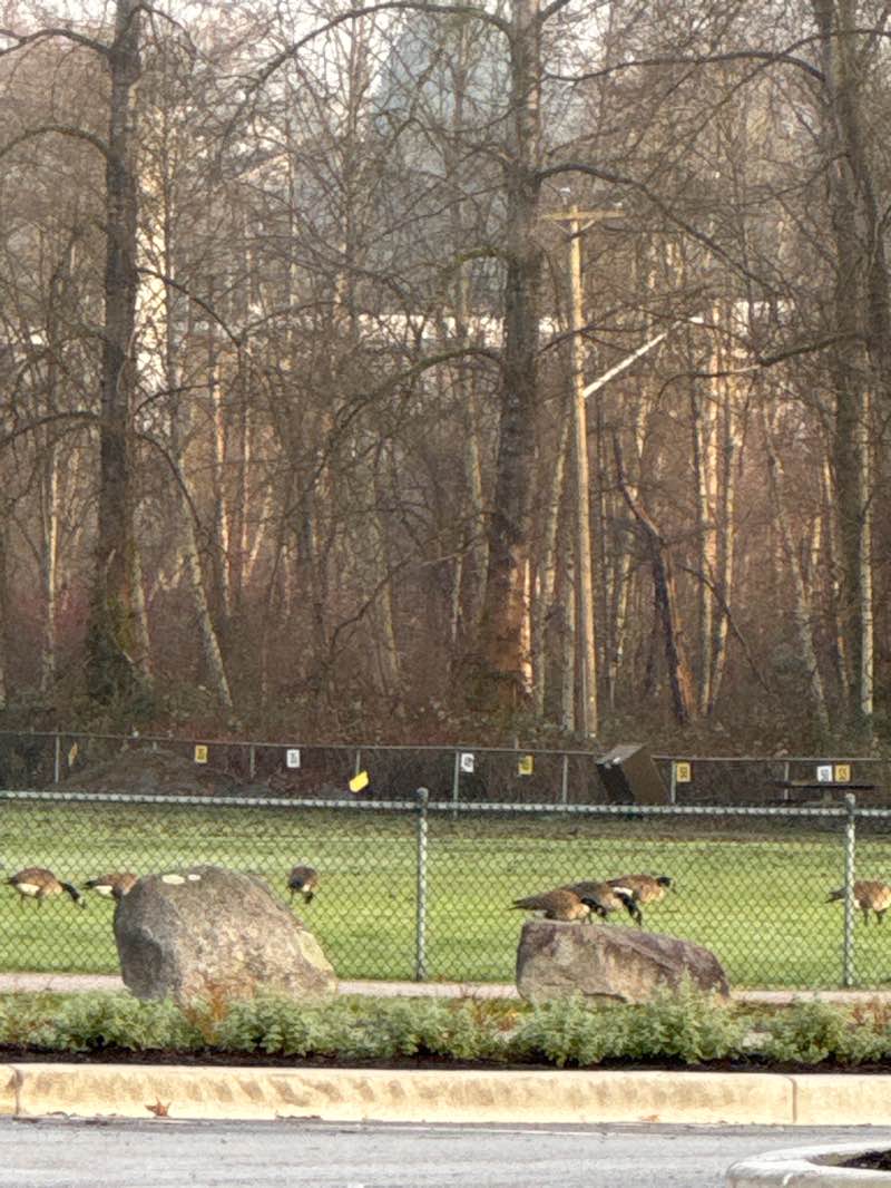 walking near me in Burnaby Lake Park in winter