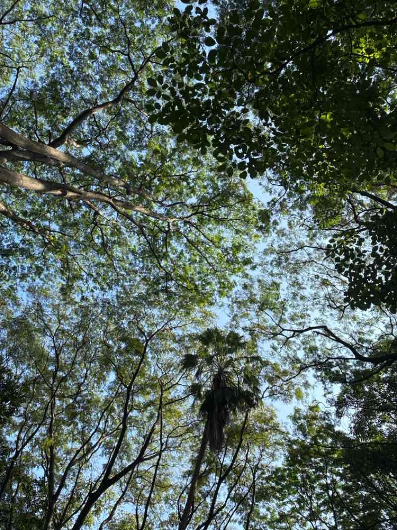 walking near me in Parque "Los Laureles" in autumn