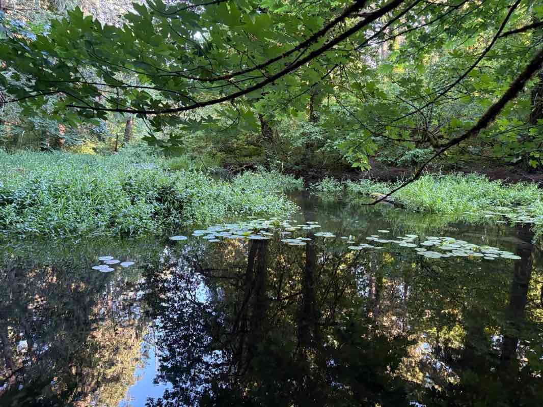 walking near me in Bresemann Forest in summer