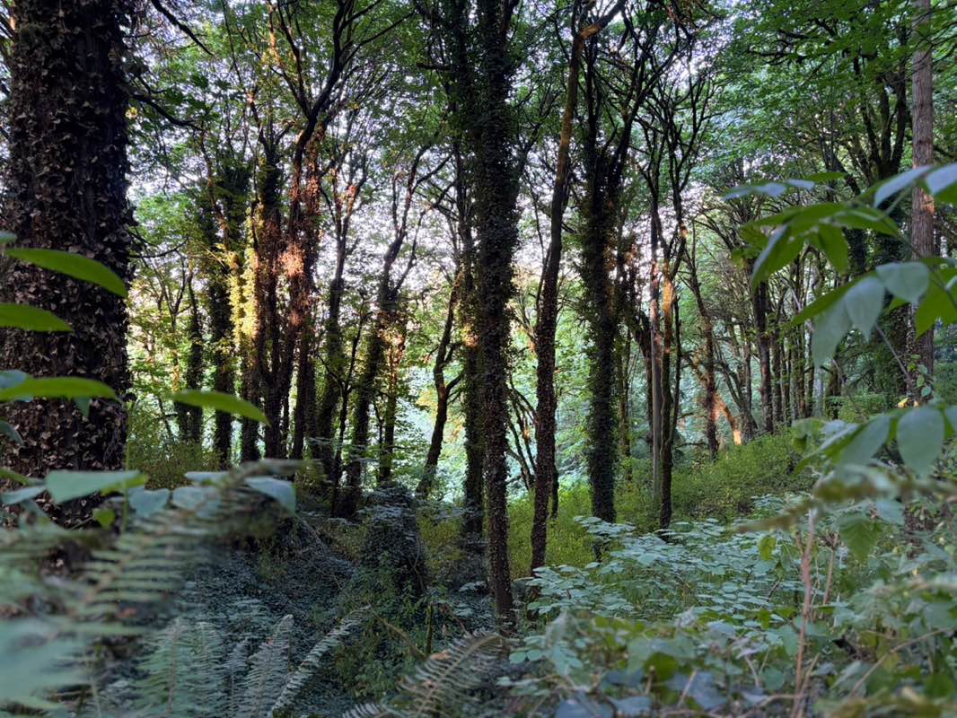 walking near me in Clarks Creek Park in autumn