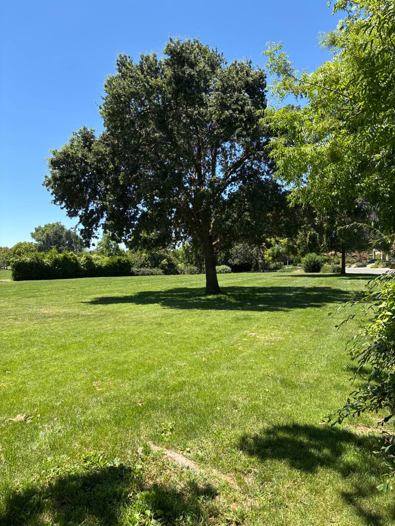 walking near me in Robert Arneson Park in summer