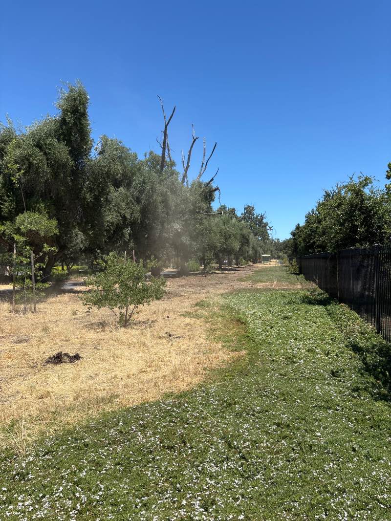 walking near me in Davis Greenbelt in summer